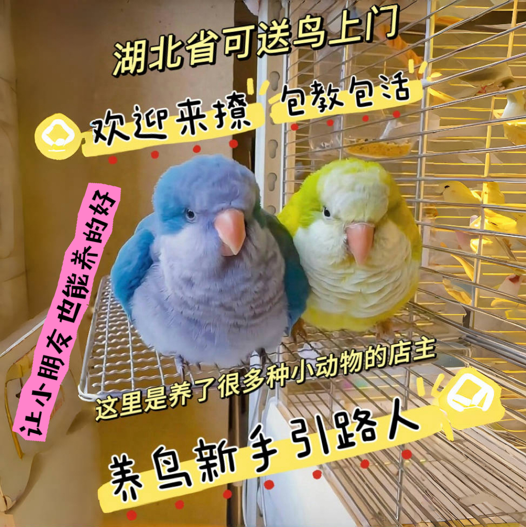 手养大体小和尚鹦鹉蓝和尚齐毛雏鸟半毛幼鸟会说话小太阳凯克玩具