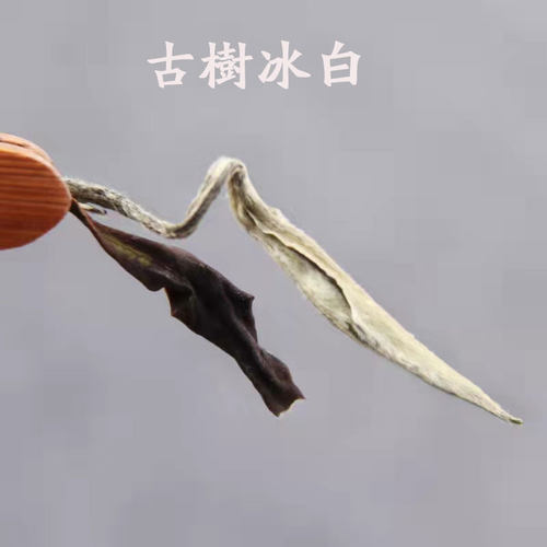 2025春新茶云南西双版纳古树白茶月光白普洱茶100g散茶