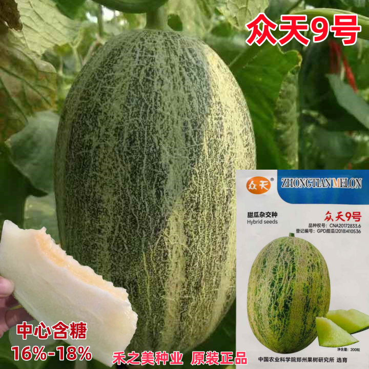 众天9号甜瓜种子中熟网纹瓜种子厚皮甜瓜种籽高糖度肉质细脆多汁