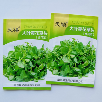 金花菜草头种子三叶秧草大叶黄花菜苜蓿上海特产母齐头春秋季蔬菜