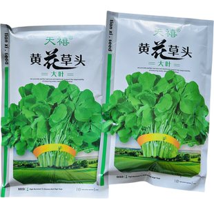 上海金花草头菜种子大叶黄花草头苜蓿种子三叶菜特色养生菜秋季播