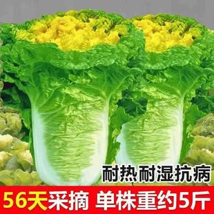 北京小杂6早熟黄心大白菜种5春籽高产抗病蔬菜种子夏秋包心白菜种