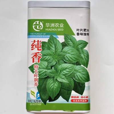 莼香特大叶荆芥种籽河南荆芥菜种子特色蔬菜种孑南北方春夏秋季播
