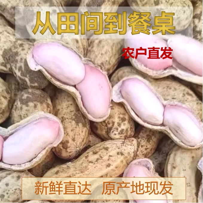 新鲜湿花生嫩花生带壳生花生粉皮花生农家自种花生现挖鲜花生