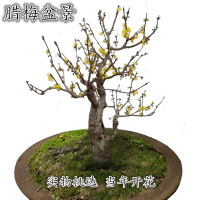 浓香型腊梅盆景冬季带花苞
