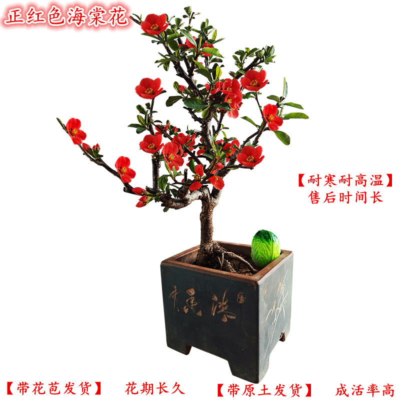 大红色海棠花盆栽四季开花带花苞