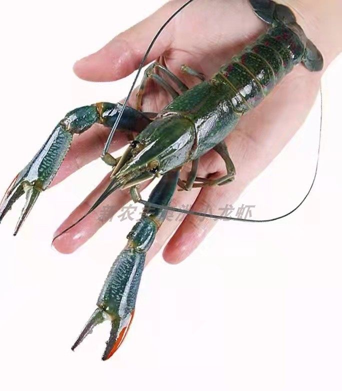 全国空运 产地直发 澳洲蓝龙小龙虾 1两起 淡水小龙虾一斤鲜活