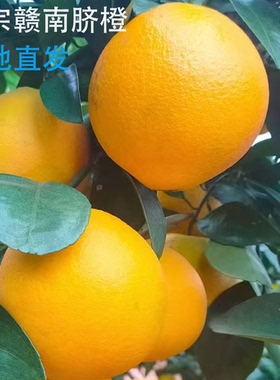 江西橙子赣南脐橙新鲜10斤20斤赣州安远脐橙产地直发孕妇水果