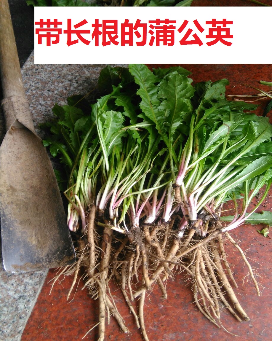 新鲜蒲公英现挖野菜包邮500g