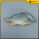仿真黄翅鱼模型假深海鱼海鲜水产模具仿真深海鱼海鲫鱼模型假样