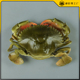 仿真青蟹膏蟹模型假海鲜水产大闸蟹螃蟹模具仿真食品菜品大螃蟹