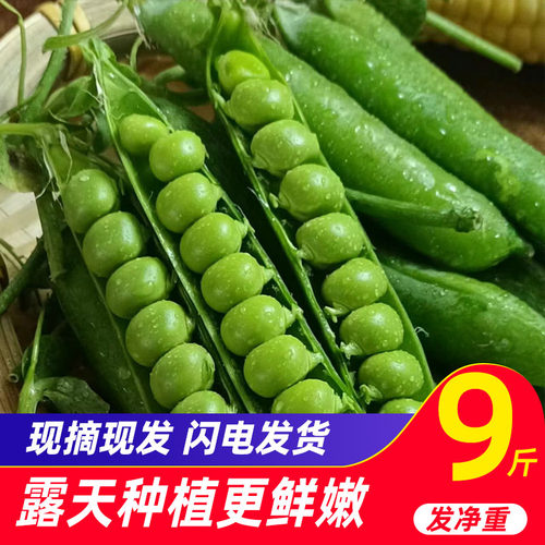 青豆豌豆新鲜带壳云南农家露天蔬菜当季现摘 5斤水果甜嫩碗豆角荚