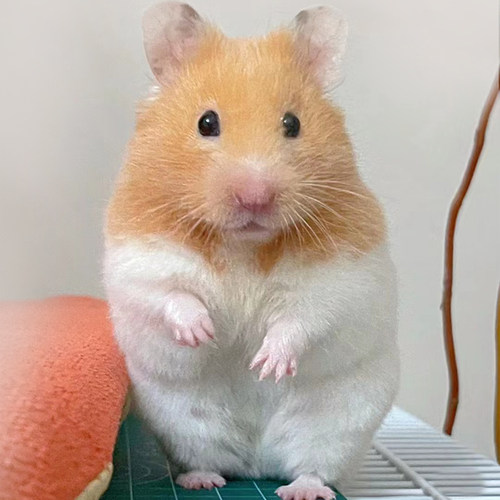 家养白腰短毛金丝熊活泼可爱亲人