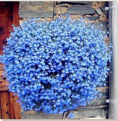 Blue Flower Flax seed Potted flowers seed balcony courtyard Flower seeds LANYA Twist Flower Seain the Flower delivery/Flowers simulation/Plants gardening , Flowers/Fruits and vegetables/Lawn seed (New) , Home &amp; Garden Seeds  category - from Buy2taobao.com to provide professional Taobao agent buy service