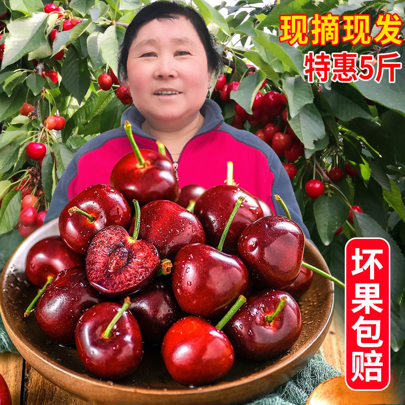 陕西铜川大樱桃5斤新鲜国产车厘子当季水果3斤整箱美早现摘包邮