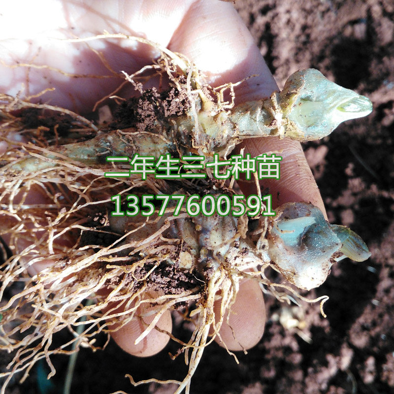 云南文山二年三七根芽苗三七株苗药材种子三七籽条田七种苗可盆栽