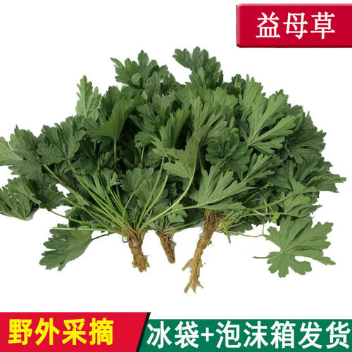 益母草新鲜草药现采鲜蔬菜包邮2025新品1斤中药材采摘视频2件包邮