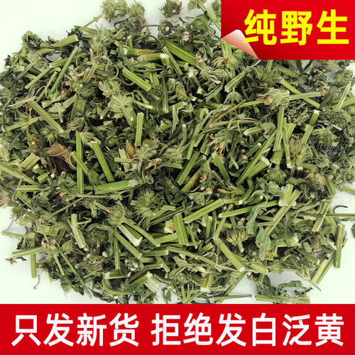 中药材调理月经姨妈野生益母草