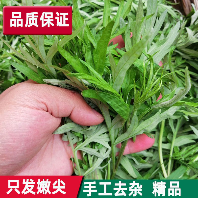 新鲜现摘艾叶草食用小叶艾蒿清明草家用做糍粑青团绿色农产品