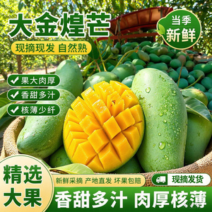云南青皮大金煌芒果大肉厚无丝