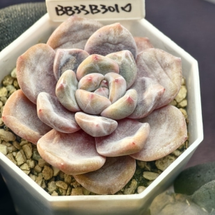 橙梦露x财路杂冰玉 02.07 一物一拍 多肉植物实生播种 38元包邮