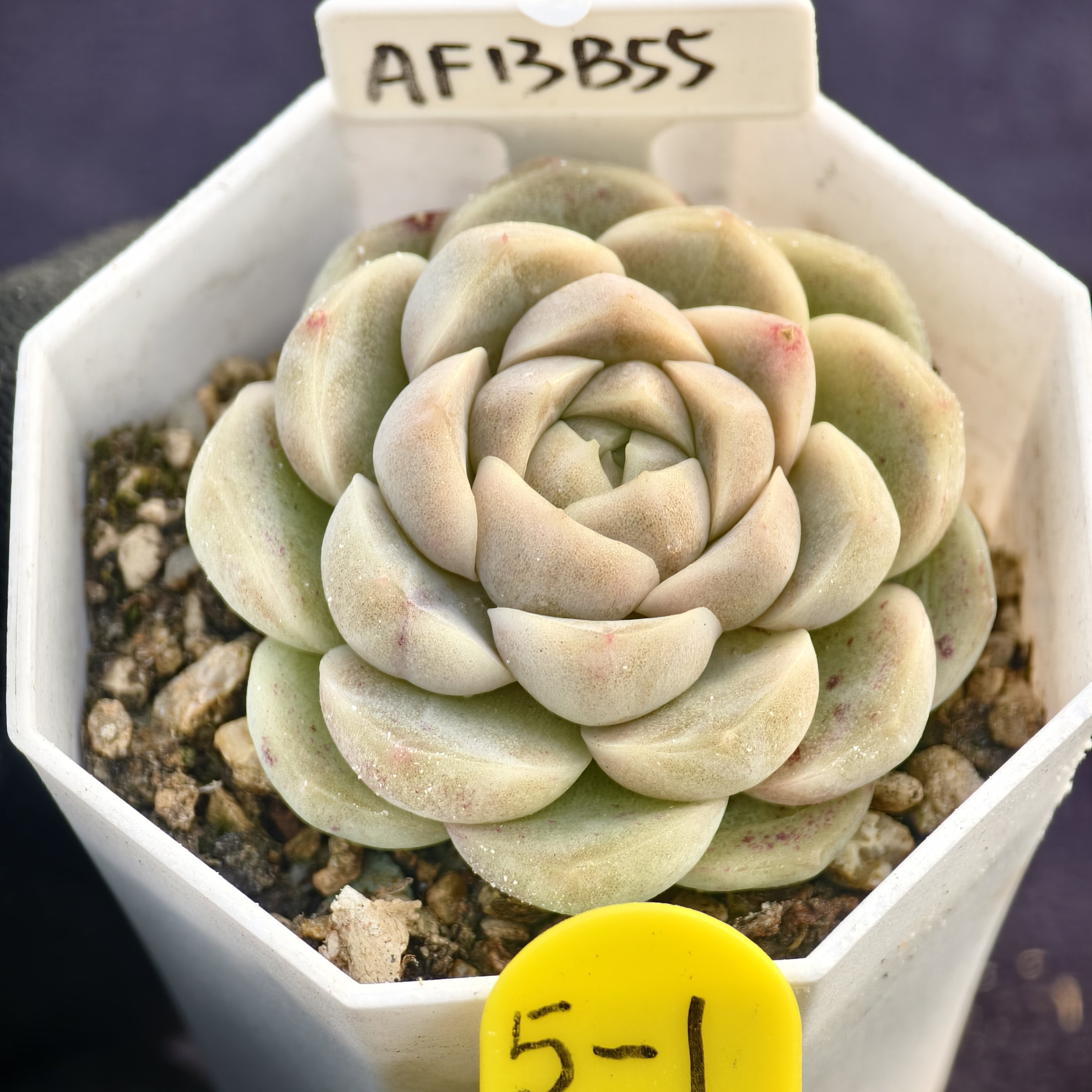 美尼x西娜杂乌木 01.24 一物一拍 多肉植物实生播种 38元包邮,鲜花速递/花卉仿真/绿植园艺,多肉植物,淘宝优惠券,粉丝福利购,淘宝优惠卷