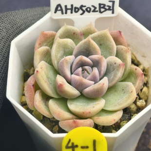 乌木杂冰梅x冰玉 02.07 一物一拍 多肉植物实生播种 38元包邮