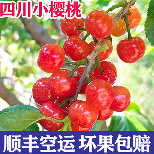 正宗小樱桃攀枝花米易新鲜孕妇水果凉山土樱桃农家特产恩桃儿顺丰