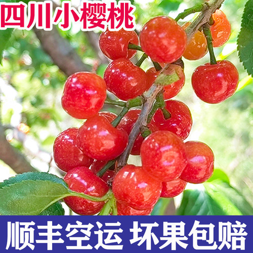 正宗小樱桃攀枝花米易新鲜孕妇水果凉山土樱桃农家特产恩桃儿顺丰