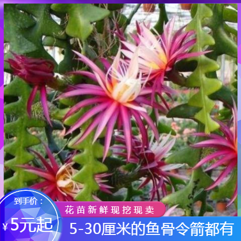 鱼骨令箭荷花 仙人掌科多肉植物 室内外家居趣味小盆栽净化空气