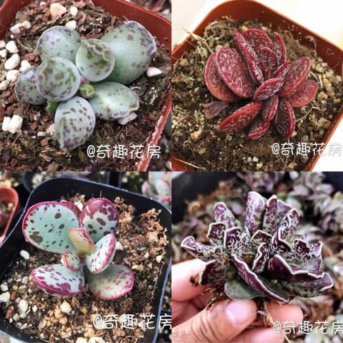 新手套餐赤兔海豹多肉植物特价