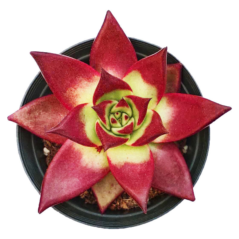 红檀汁 精品贵货多肉植物 的阳台桌面盆栽 红色好看