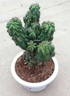 好养的虎头山影仙人球