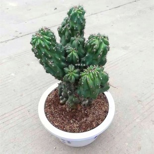 虎头山罗汉山影拳仙人球掌窗阳台办公室桌面防辐射小盆栽趣味美观