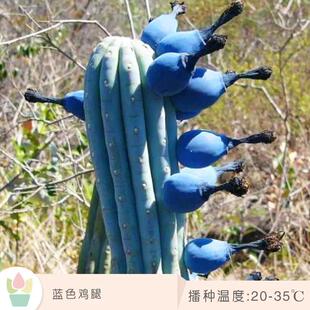 鸡腿柱蓝棱柱仙人柱球星兜五角鸾凤玉组合稀有多肉植物桌面盆栽