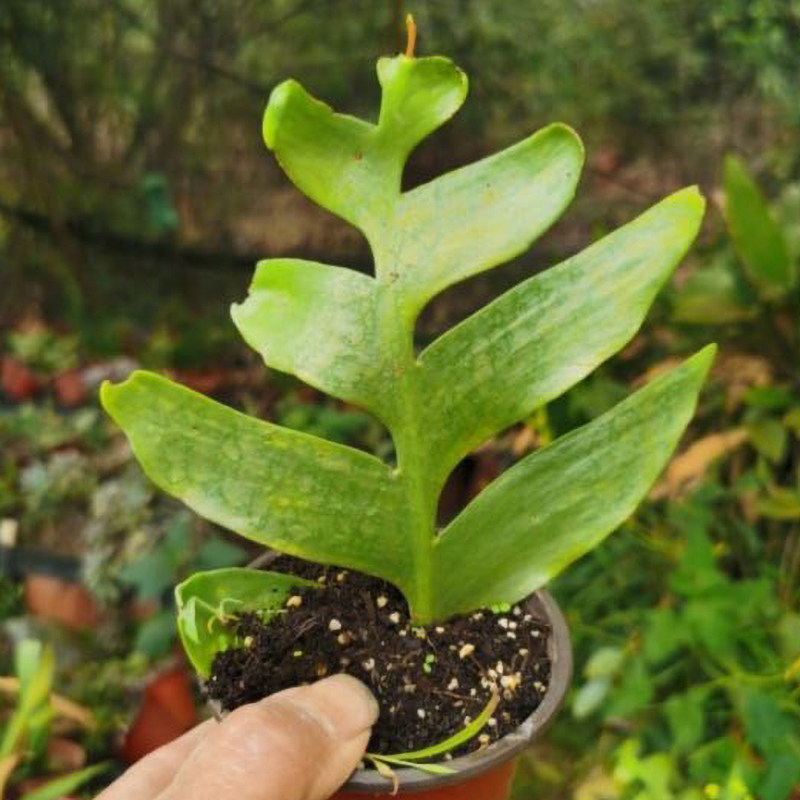 昆布孔雀昙花苗稀奇古怪趣味花卉绿植小盆栽丝苇属植物稀有品种