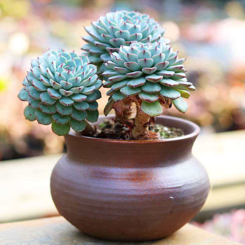 蓝姬莲多头老桩多肉植物窗阳台办公室桌面花卉粉白姬莲好看小盆栽