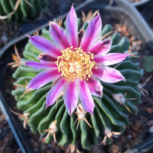 多棱玉仙人球千波万波稀有品种开花仙人掌科多肉植物盆栽室内花卉