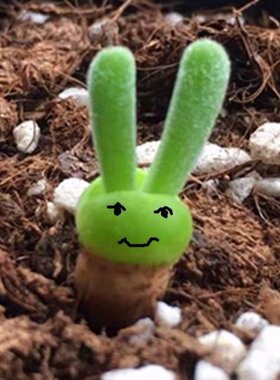 兔子碧光环多肉植物花卉盆栽
