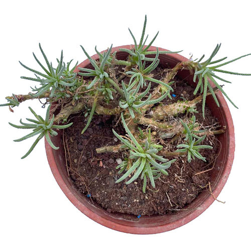番杏科阳台桌面趣味美观多肉植物