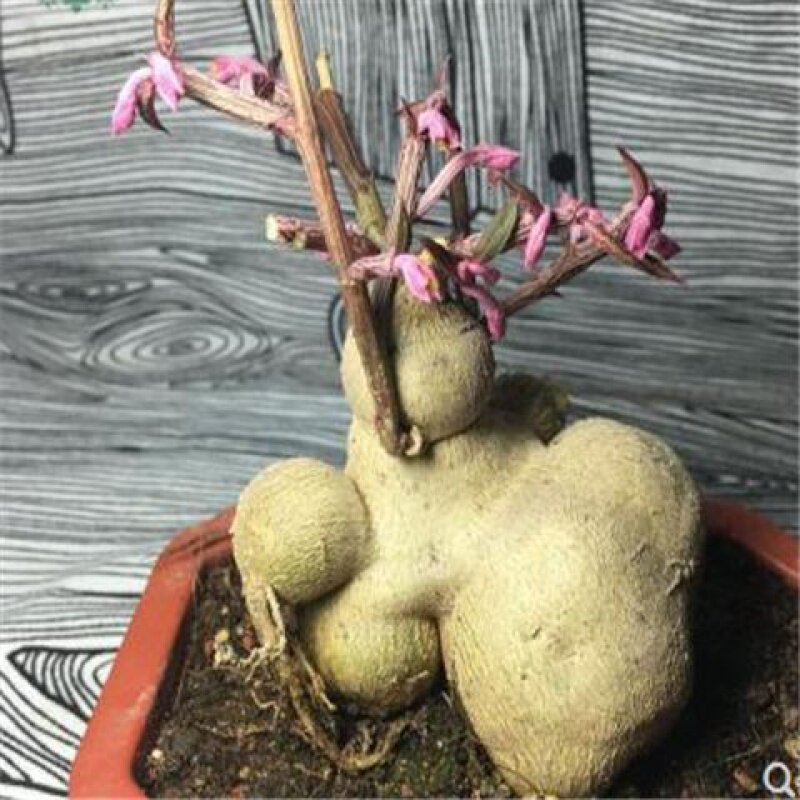 多款人参大戟块根多肉植物盆栽断崖王子女王龟甲龙火星人肉肉花卉