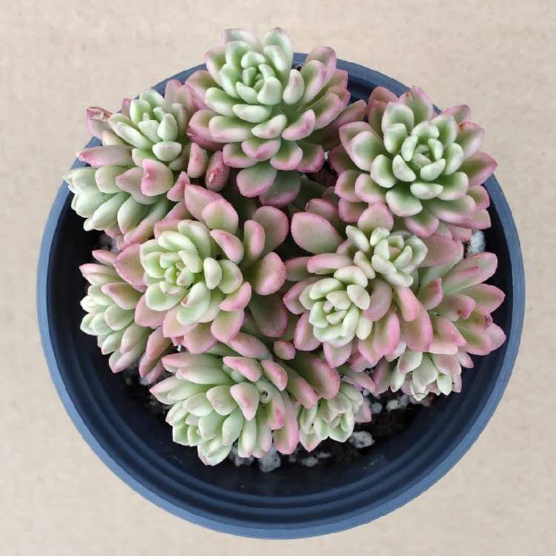 塔洛克锦单头/多头桩 阳台桌面小盆栽 美观趣味多肉植物花卉绿植