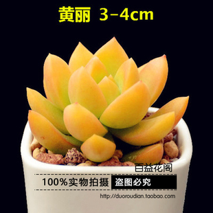 黄丽发财莲多肉植物大棚特价直销净化空气防辐射开花植物防辐射