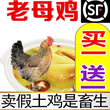 2只土鸡农家散养新鲜整只跑山鸡农村2-3年现杀正宗老母土鸡老草鸡