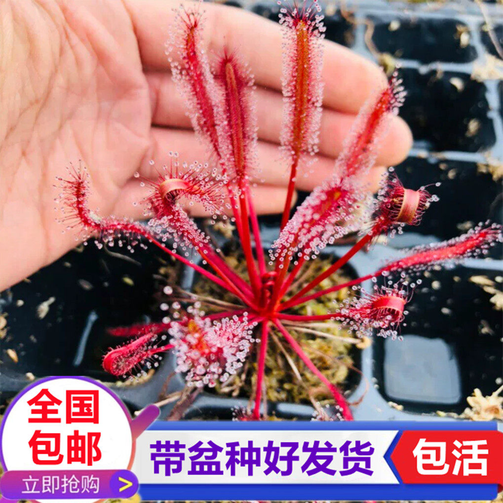 全红好望角茅膏菜宽叶喜阴食虫草捕蝇草食虫植物粘液捉虫驱蚊绿植