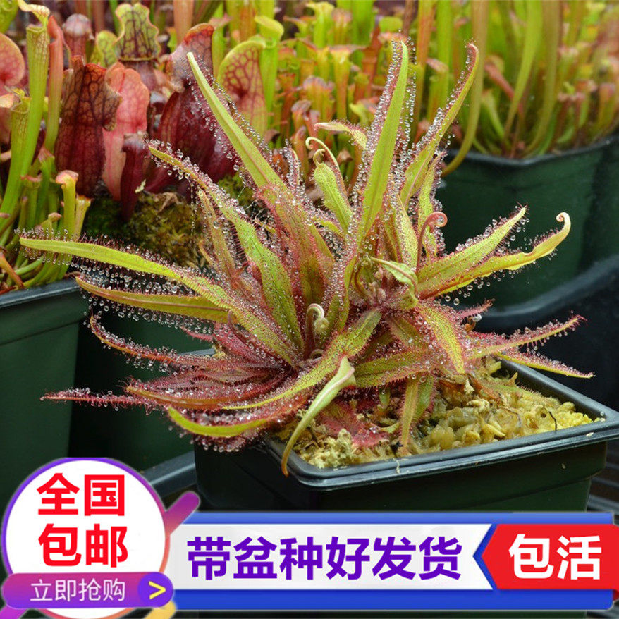 阿帝露茅膏菜食虫草捕苍蝇食虫植物粘液捉虫子驱蚊草驱虫草盆栽