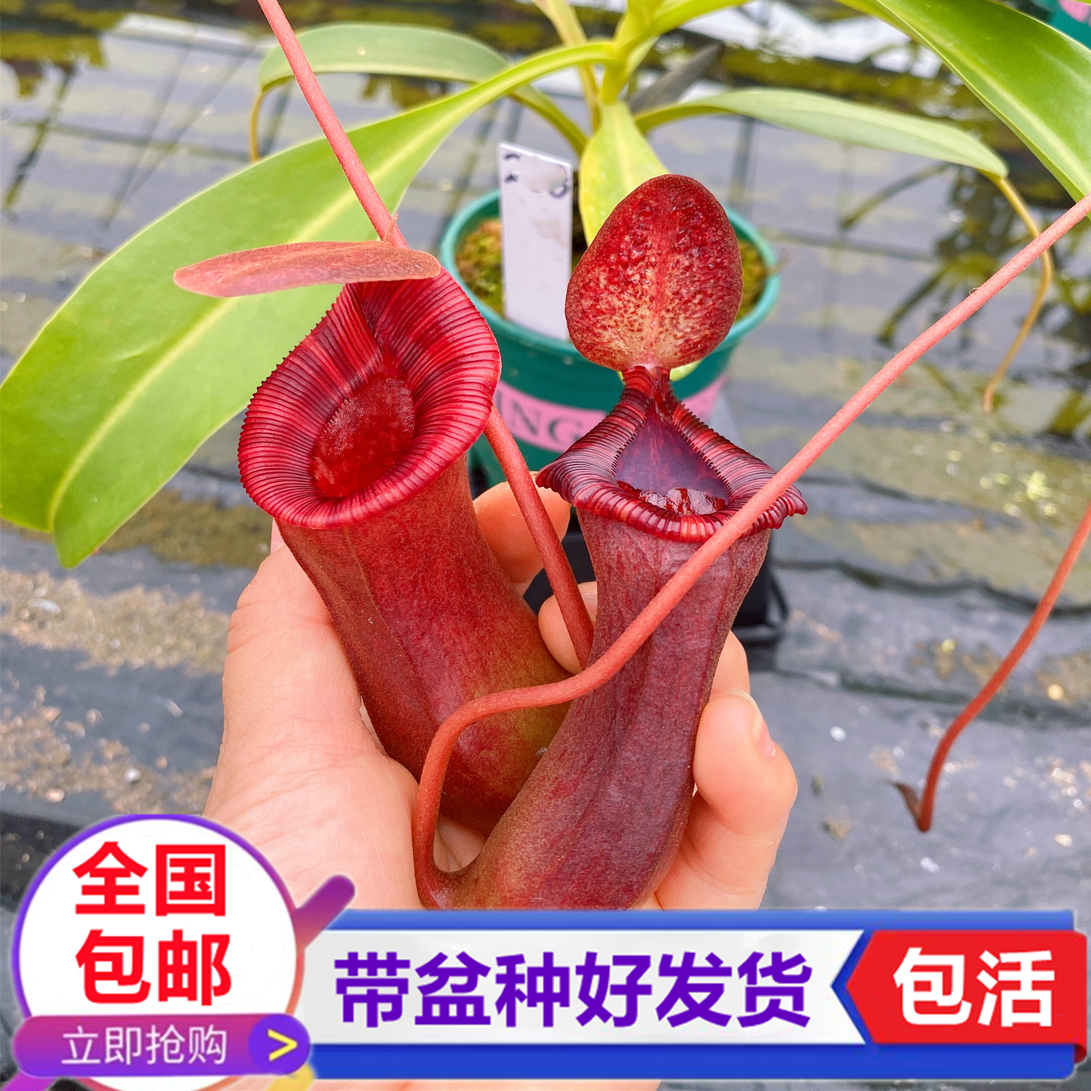 黑精灵猪笼草 食虫植物捕蝇草捕蚊子驱蚊草捉苍蝇食虫草桌面绿植
