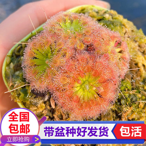 金丝绒迷你茅膏菜小型食虫植物驱蚊草食虫草捕蝇草生态缸造景绿植