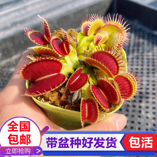 泰坦巨人捕蝇草巨夹捕蝇草驱蚊捉苍蝇食虫草食虫植物捕蚊绿植盆栽