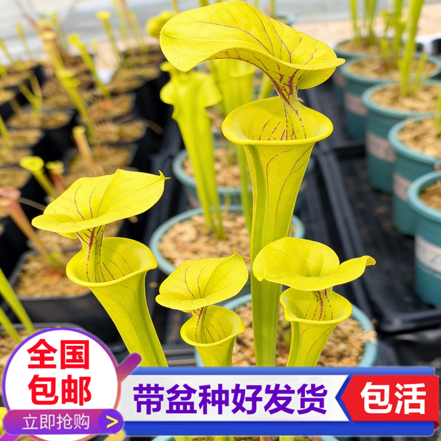 黄瓶瓶子草食虫植物捕蝇草图片